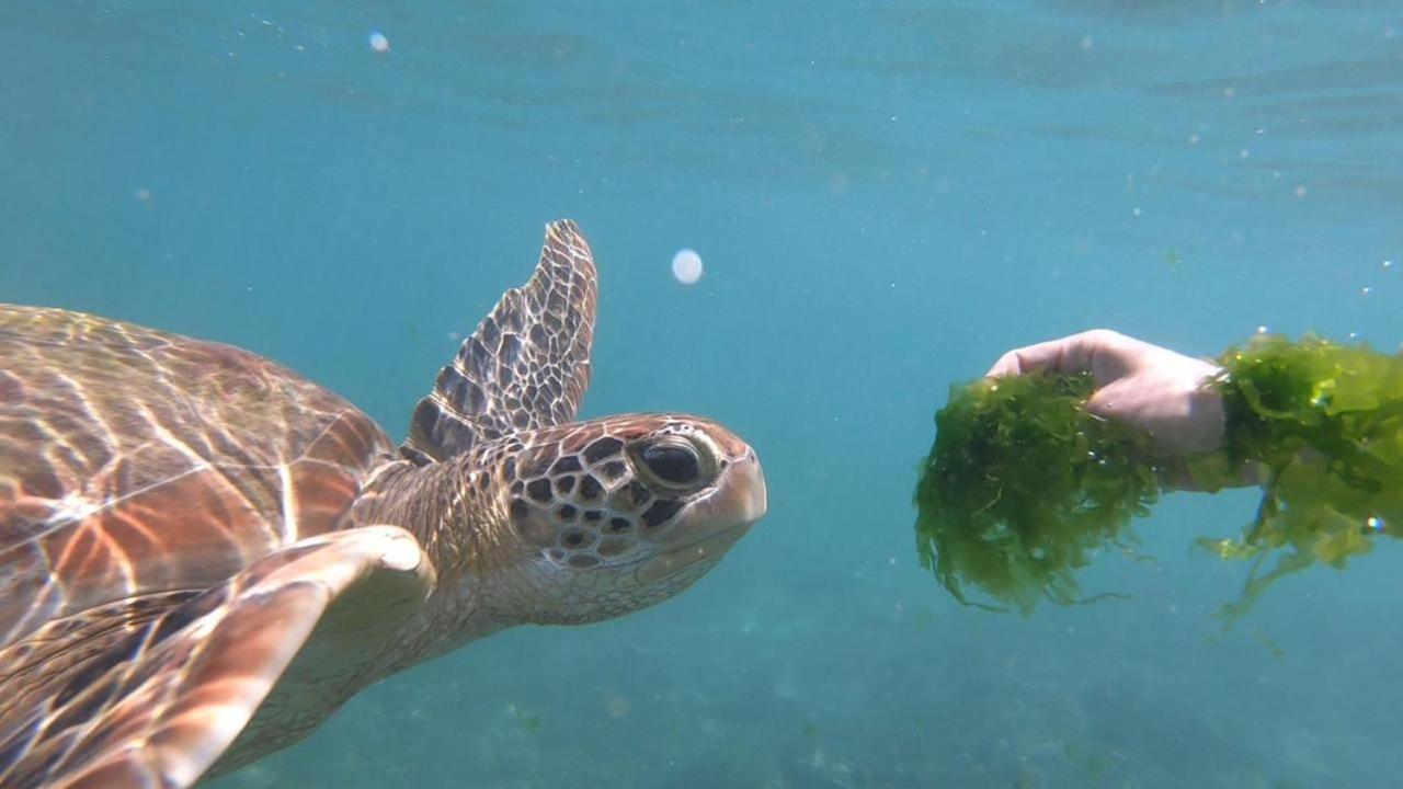Turtle Beach House Batigama المظهر الخارجي الصورة